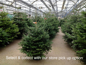 Super Premium Grade Cut Non drop Nordmann Fir