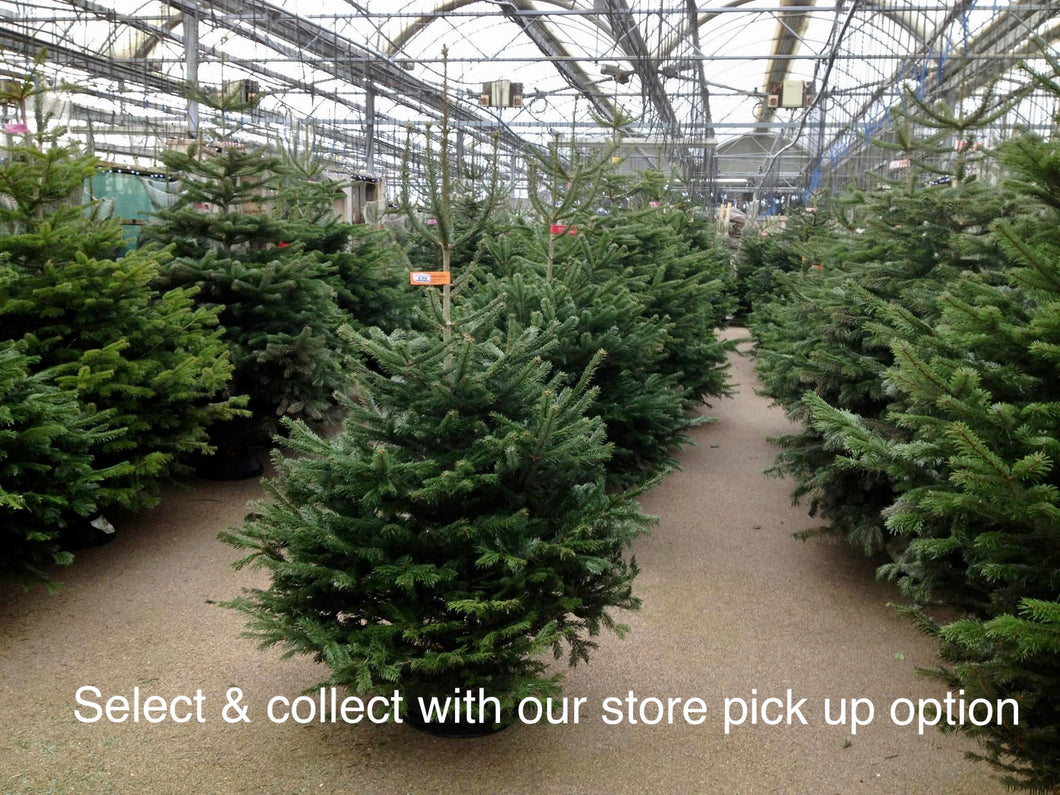 Super Premium Grade Cut Non drop Nordmann Fir