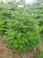 Load image into Gallery viewer, Super Premium Grade Cut Non drop Nordmann Fir
