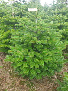 Super Premium Grade Cut Non drop Nordmann Fir