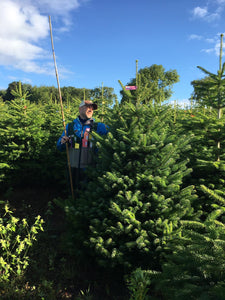 Super Premium Grade Cut Non drop Nordmann Fir