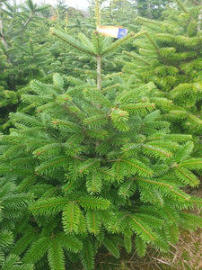 Super Premium Grade Cut Non drop Nordmann Fir