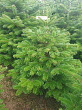 Load image into Gallery viewer, Super Premium Grade Cut Non drop Nordmann Fir
