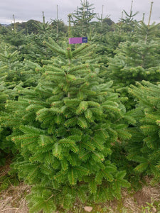 Super Premium Grade Cut Non drop Nordmann Fir