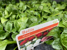 Load image into Gallery viewer, 51-tray Bellis
