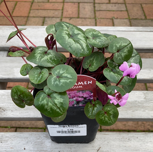 10.5cm pot Hardy naturalising cyclamen hederifolium