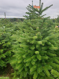 Super Premium Grade Cut Non drop Nordmann Fir