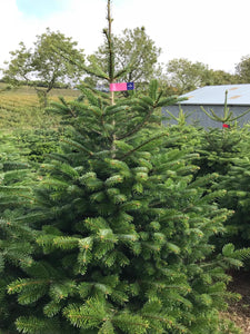 Super Premium Grade Cut Non drop Nordmann Fir