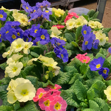 Load image into Gallery viewer, Hardy Primrose 6-pack mixed

