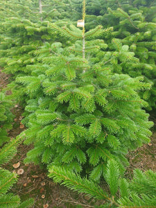 Super Premium Grade Cut Non drop Nordmann Fir