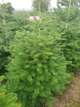 Load image into Gallery viewer, Super Premium Grade Cut Non drop Nordmann Fir
