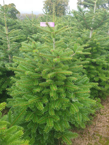 Super Premium Grade Cut Non drop Nordmann Fir