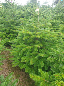 Super Premium Grade Cut Non drop Nordmann Fir