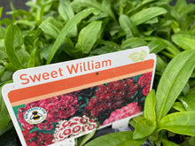 Load image into Gallery viewer, 51-tray Sweet William

