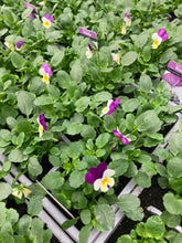 Load image into Gallery viewer, 6-pack Violas mixed
