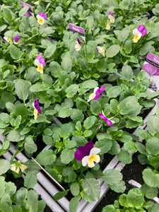 6-pack Violas mixed