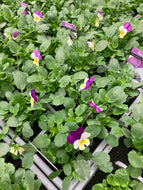 6-pack Violas mixed