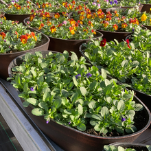 Load image into Gallery viewer, Urbana Oval Viola Bowls
