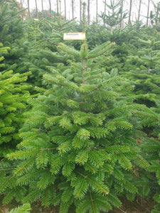 Super Premium Grade Cut Non drop Nordmann Fir