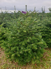 Load image into Gallery viewer, Super Premium Grade Cut Non drop Nordmann Fir
