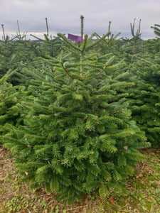 Super Premium Grade Cut Non drop Nordmann Fir