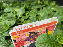 Load image into Gallery viewer, 51-tray Hardy Mixed Primroses
