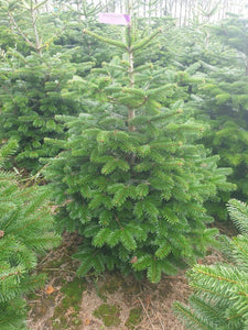 Super Premium Grade Cut Non drop Nordmann Fir