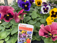 Load image into Gallery viewer, 6-pack Winter Pansies
