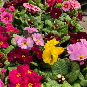 Hardy Primrose 6-pack mixed