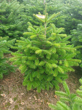 Load image into Gallery viewer, Super Premium Grade Cut Non drop Nordmann Fir
