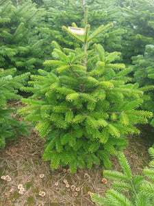 Super Premium Grade Cut Non drop Nordmann Fir