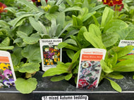 51-tray Mixed Winter Bedding Plants