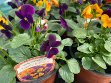 Load image into Gallery viewer, Viola trio pots 13cm
