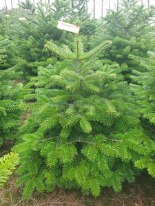 Super Premium Grade Cut Non drop Nordmann Fir