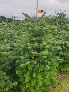 Super Premium Grade Cut Non drop Nordmann Fir