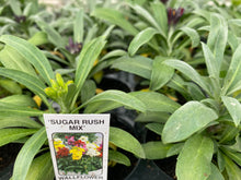 Load image into Gallery viewer, Wallflower Sugar Rush Mixed 6-pack
