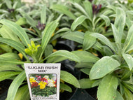 Wallflower Sugar Rush Mixed 6-pack
