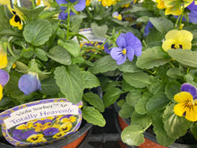 Load image into Gallery viewer, Viola trio pots 13cm
