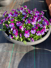 Load image into Gallery viewer, 17” Helix Viola bowl
