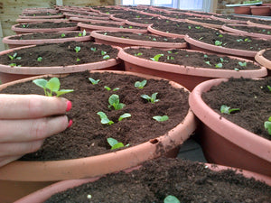 14" Self-Watering Winter Hanging Baskets