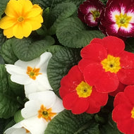 Hardy Primrose 6-pack mixed