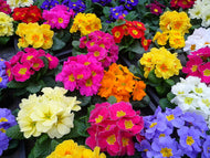 51-tray Hardy Mixed Primroses