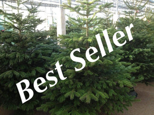 Super Premium Grade Cut Non drop Nordmann Fir